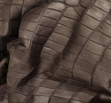 CROCODILE